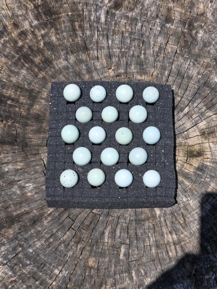 10+ Celadon Blue Coturnix Quail Hatching Eggs **100% TRUE BLUE**