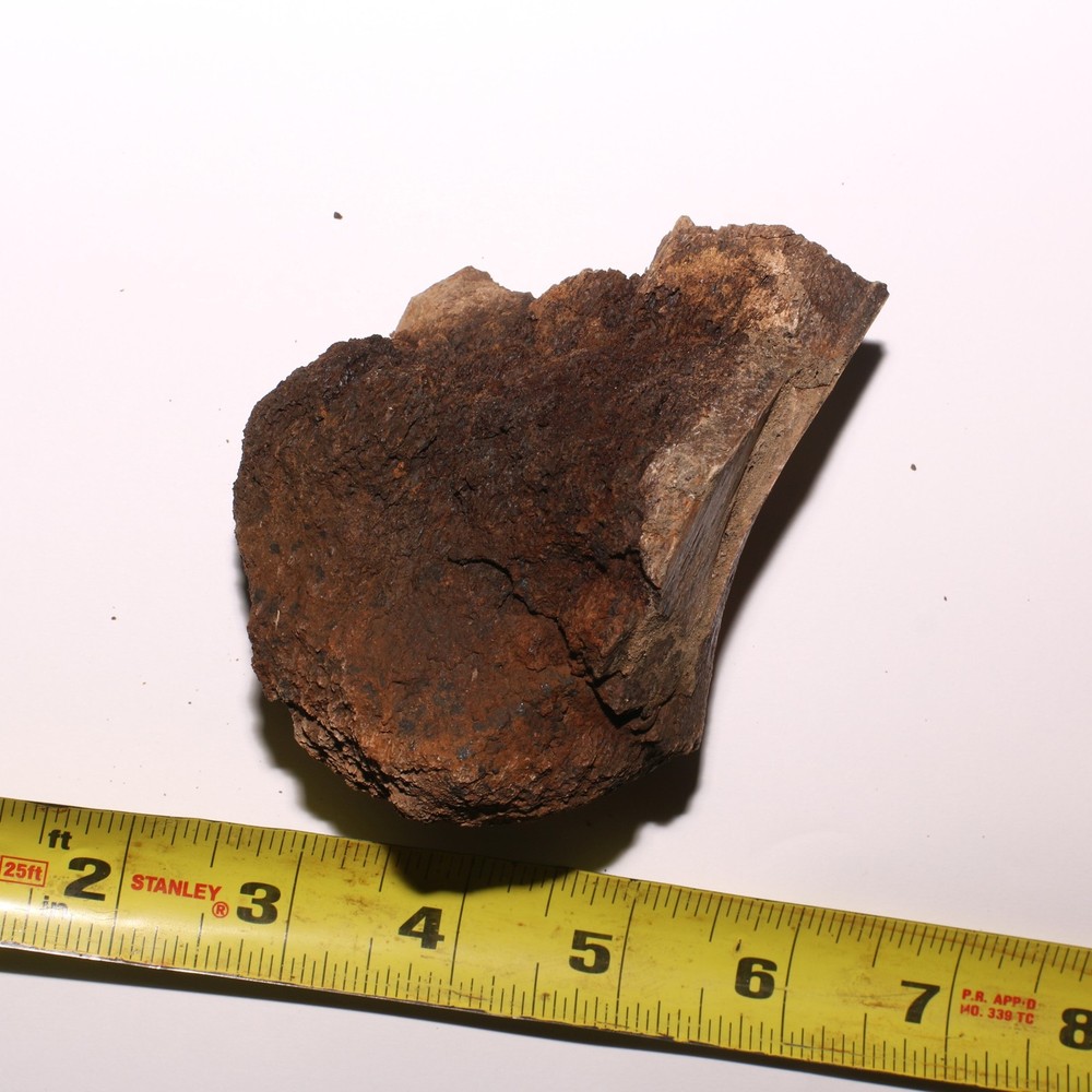 Dinosaur Bone - Large Thick Heavy - Hell Creek Formation Cretaceous - Nice Piece