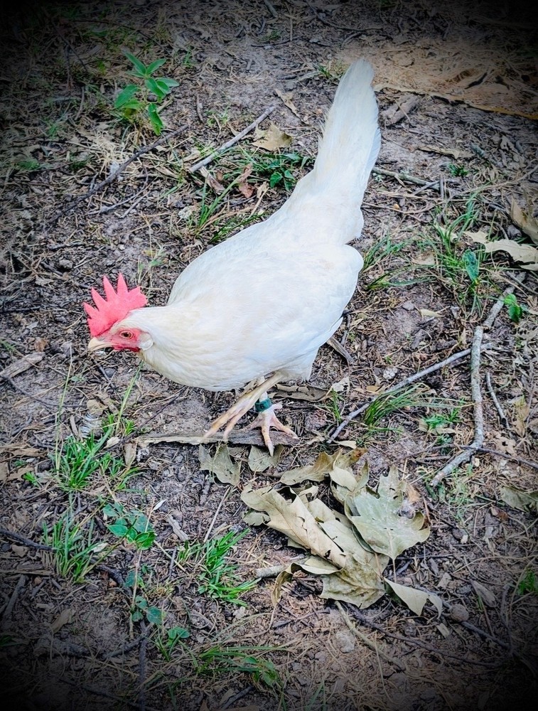 12 White Leghorn Hatching Eggs