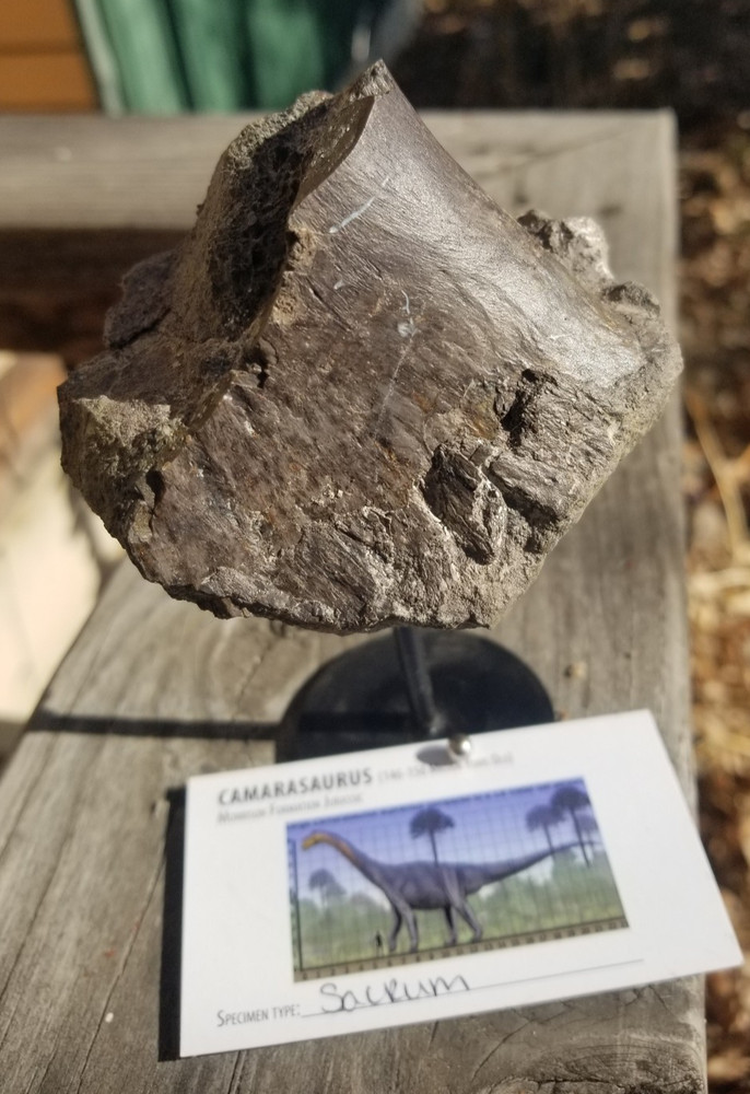 Nice Camarasaurus Sacrum Section Fossil Dinosaur Jurassic Morrison CO Recent Dig