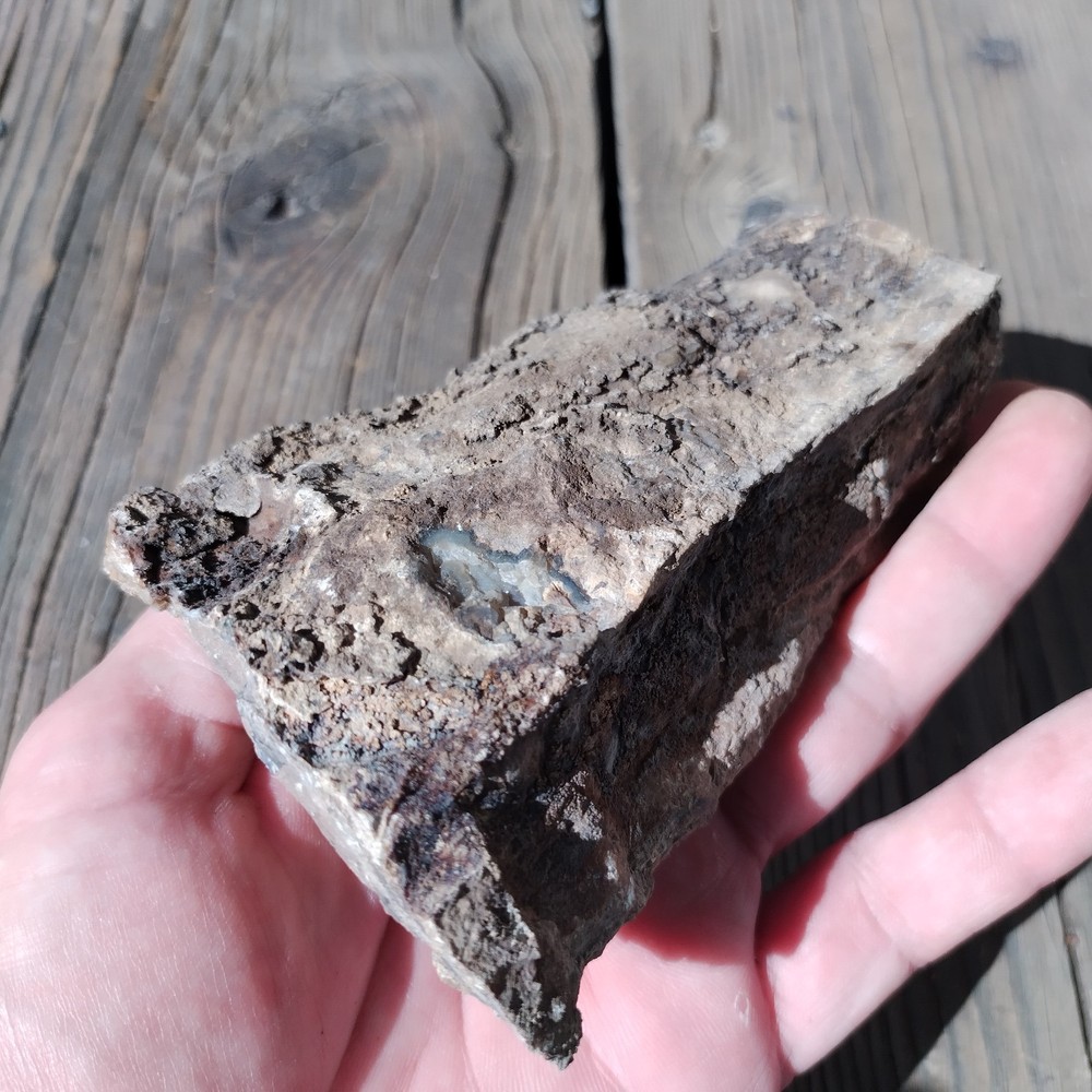 Blue Forest Petrified Wood * 1lb. 1 oz.