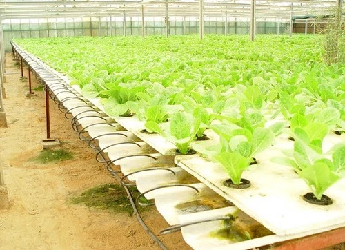 50 pc x NET CUP POTS HYDROPONIC SYSTEM GROW KIT 2 Inch