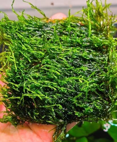 Java Moss / Christmas Moss (20 grams or .70 oz)
