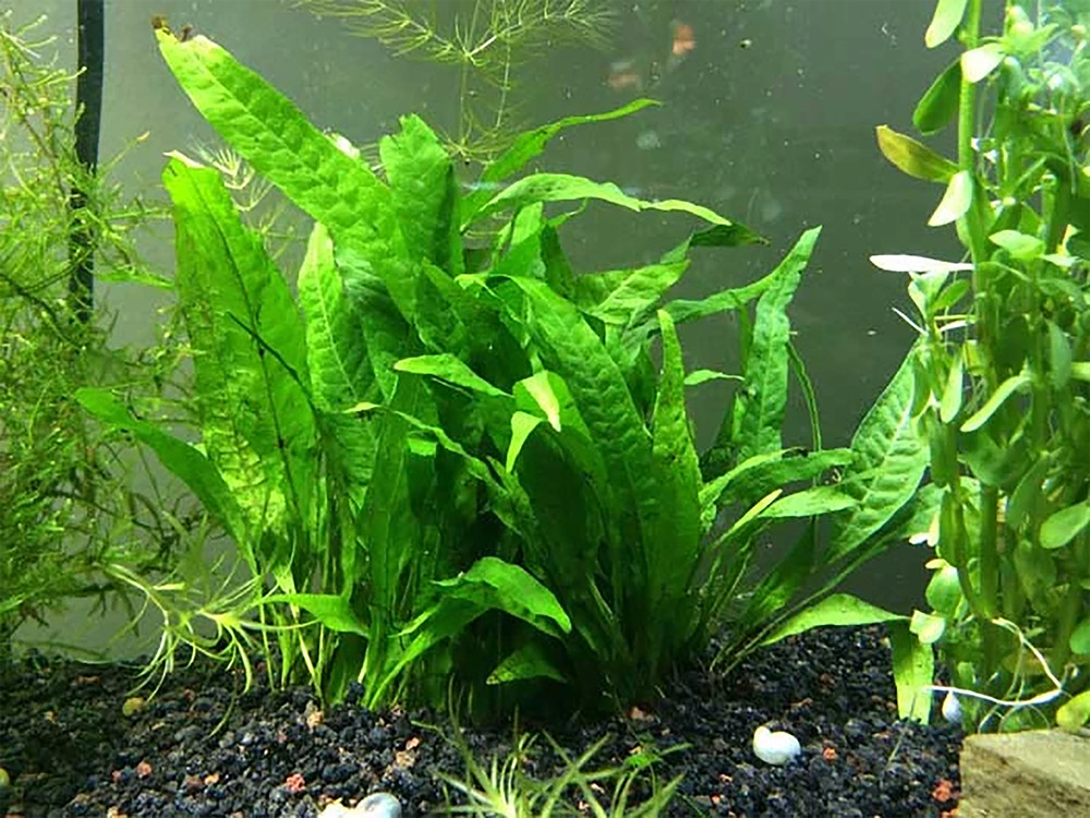 Java Fern (Rooted in Small Lava Rock)