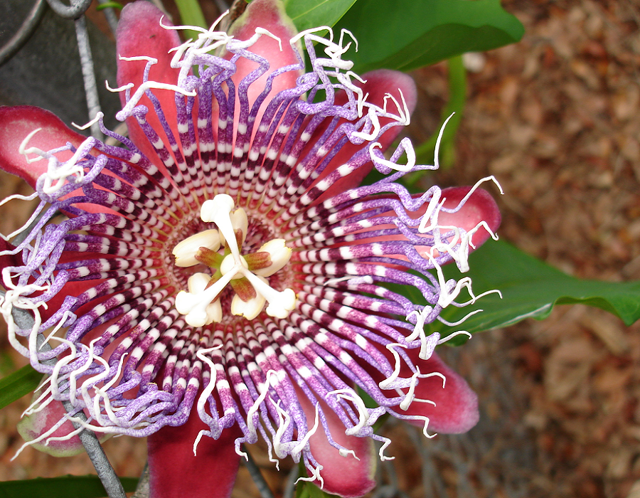 Granadilla Passion Fruit Vine - Passiflora quadrangularis - Live STARTER Plant