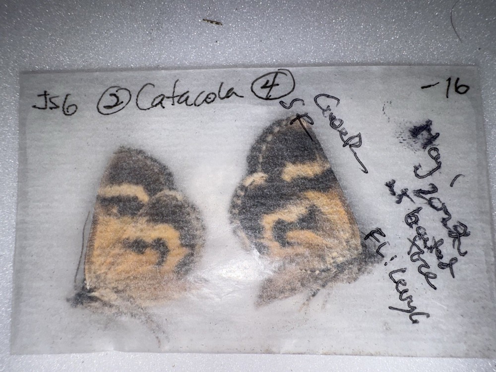 JS6 - 2 YELLOW CATACOLA UNDERWING MOTH - 4