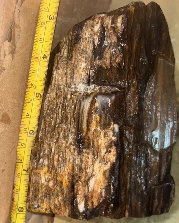 Silver Creek Junction petrified wood
