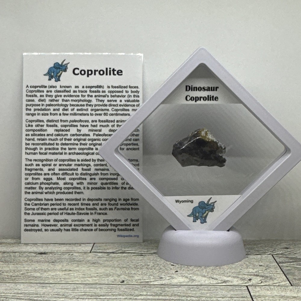 Dinosaur Coprolite (poop) Polished in Display Case