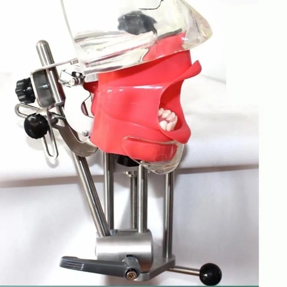 Dental Simulator Manikin Phantom Head Teeth Model Bench Mount Teaching Model