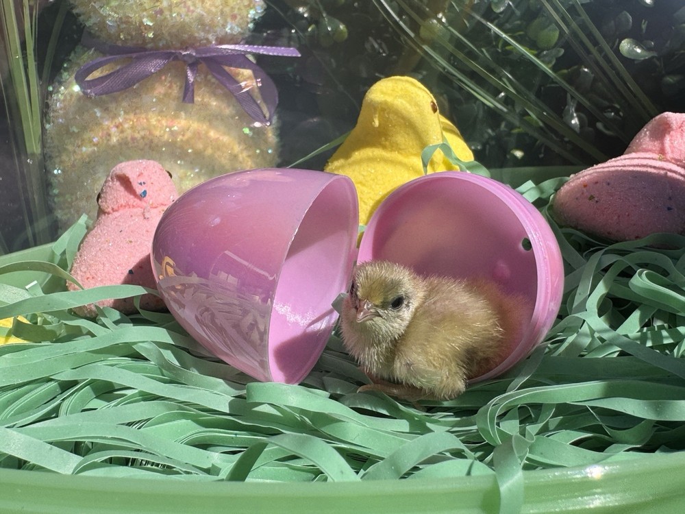 Button Quail hatching eggs