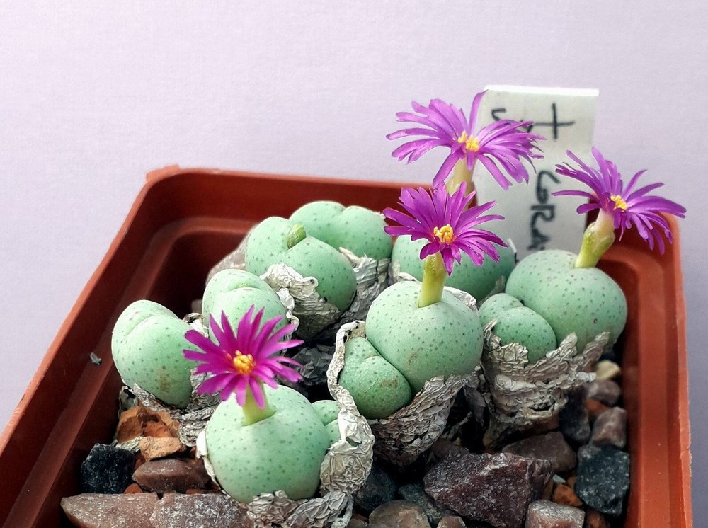 Conophytum   gratum - seeds 20 pcs 2023y