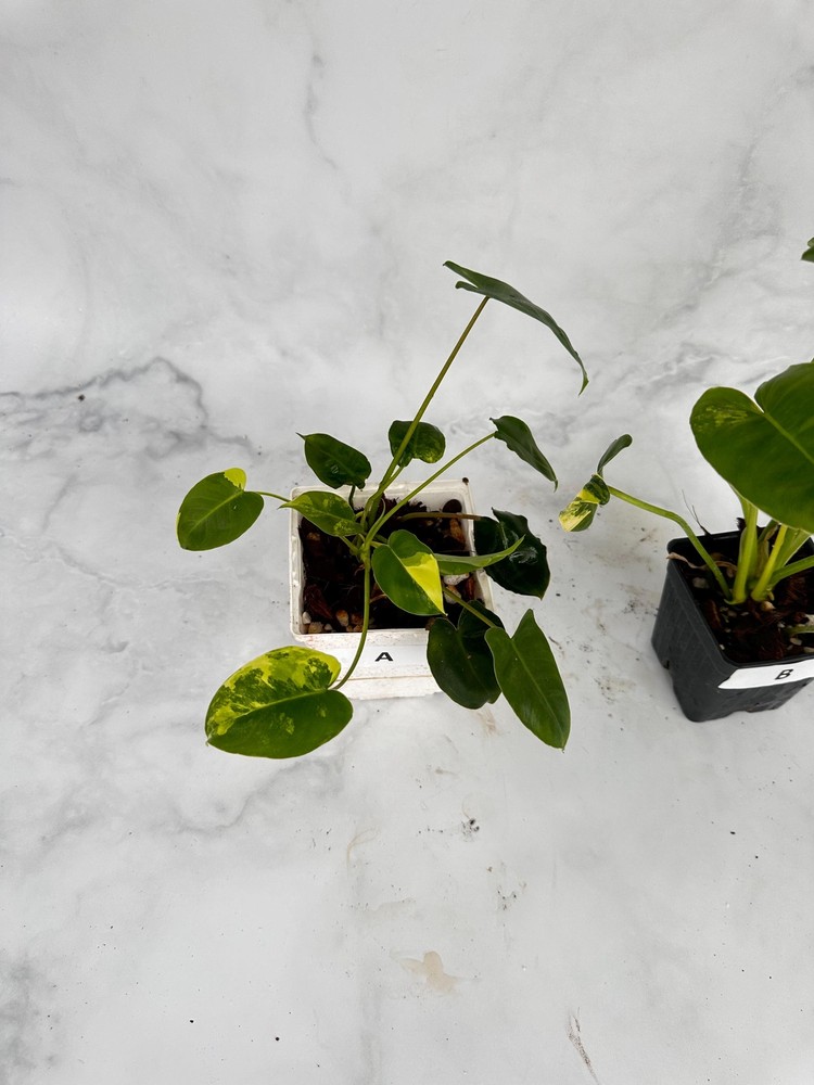 Philodendron Burle Marx Variegated