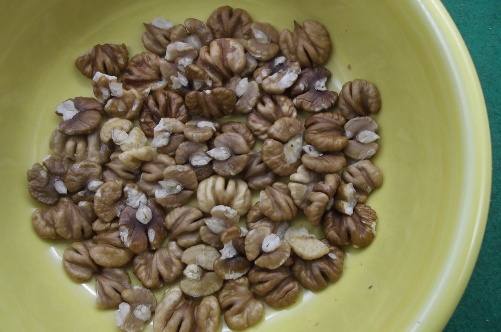 Hickory Nuts, 20 Seed/Cracking Unshelled & 1 oz Shelled, Sampler Pack. 2025 Crop