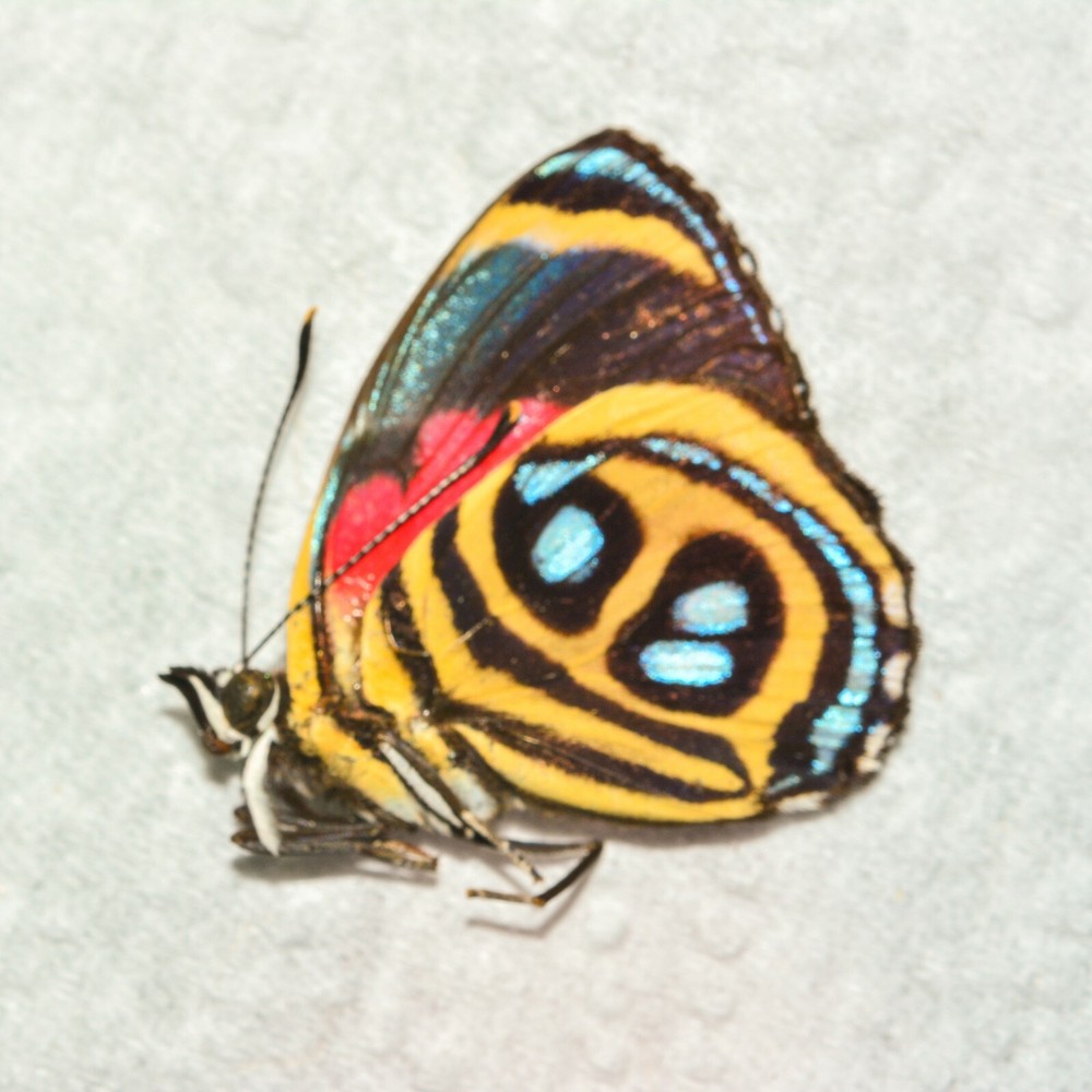 Callicore peristera - Peru - Unmounted - Ships from USA