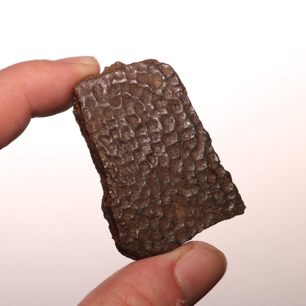 Nice TURTLE SHELL Piece - Dinosaur Age Fossil - CRETACEOUS Hell Creek Formation
