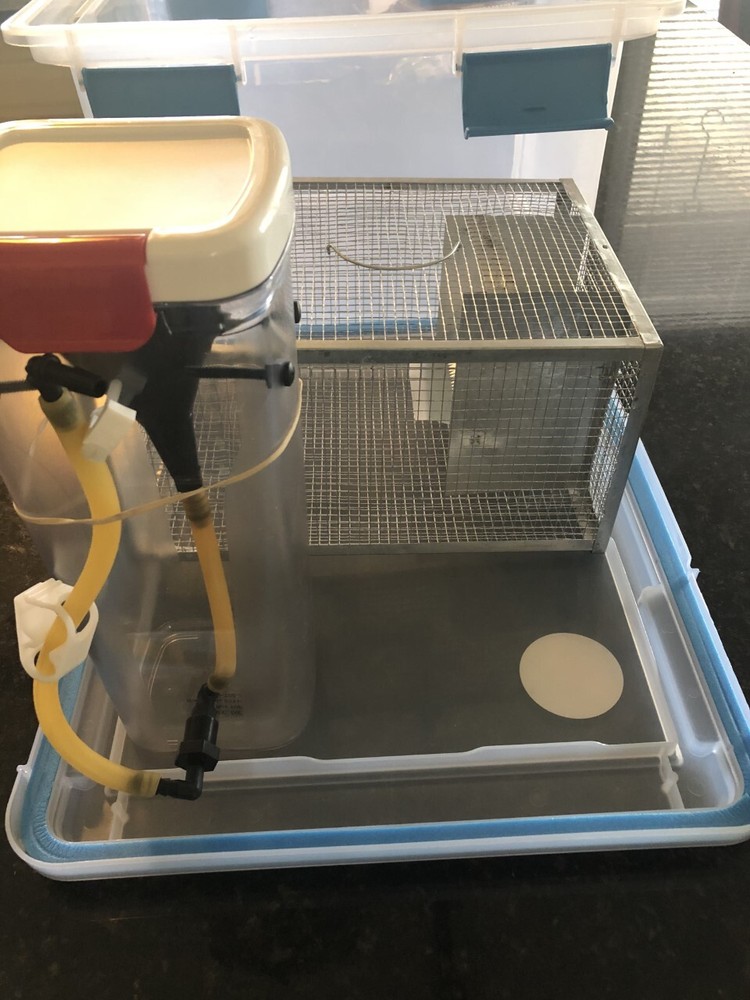 Angiostrongylus rat lungworm testing