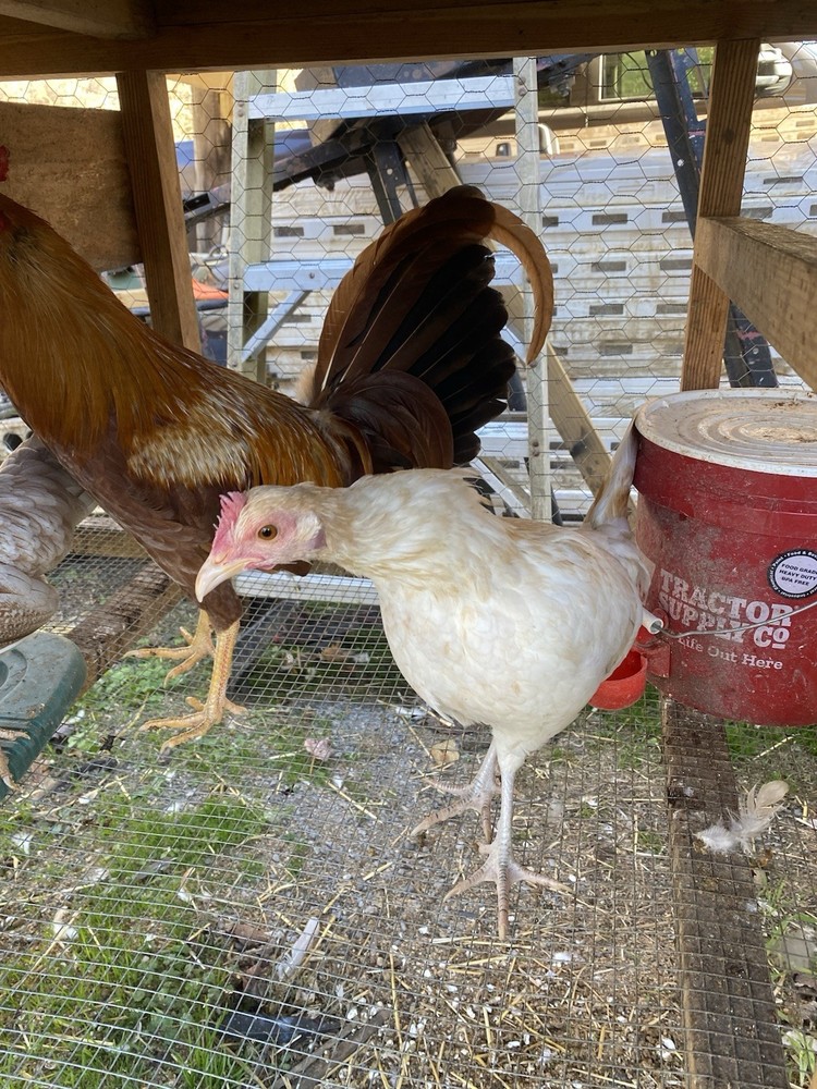 8+ Pure Pumpkin poultry hatching eggs