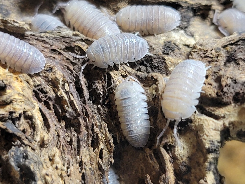 10 count Armadillidium Omblae Sandstone