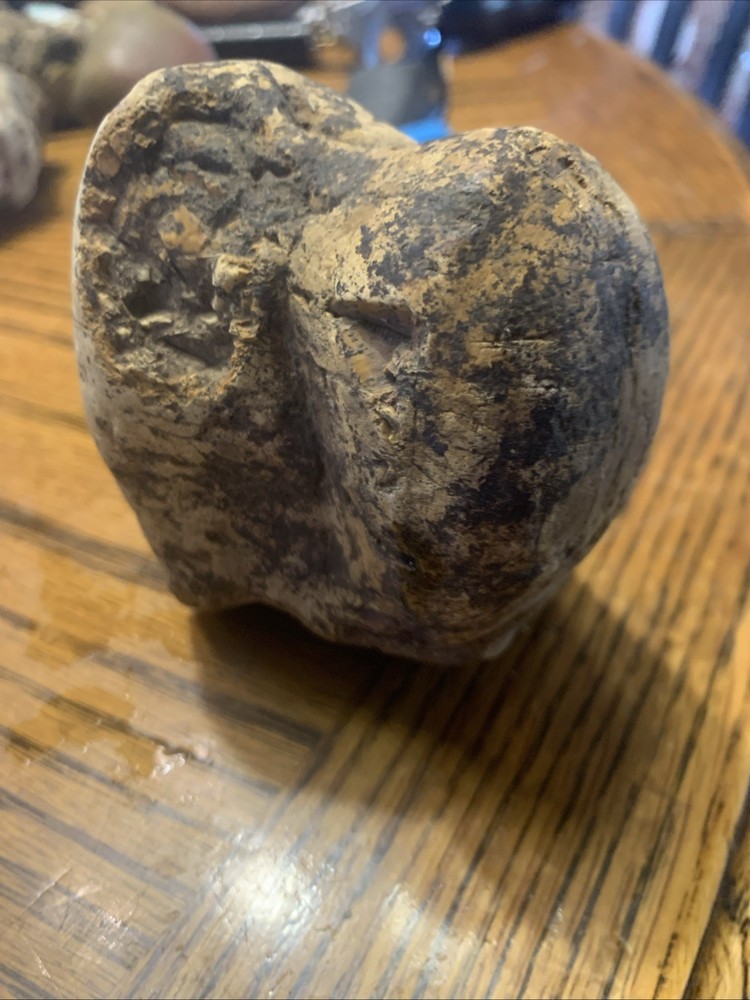 Fossils