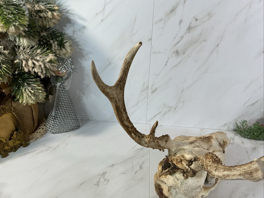 ANIMAL DEER SKULL WITH ANTLERS