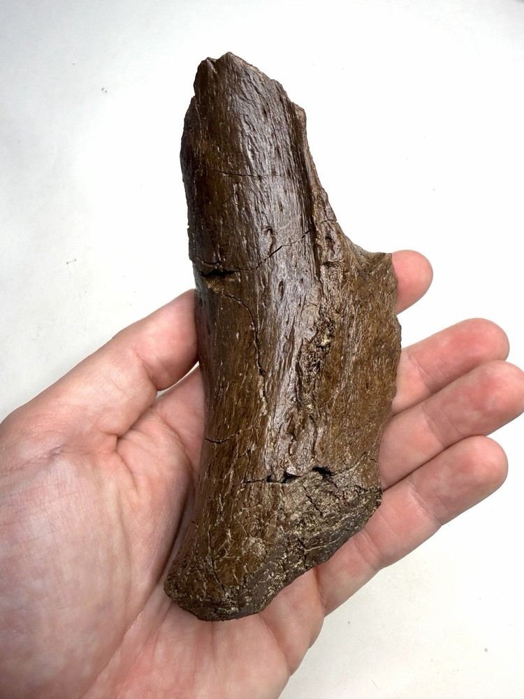 Ankylosaurus or Denversaurus Quadrate? - Lance Formation, Wyoming