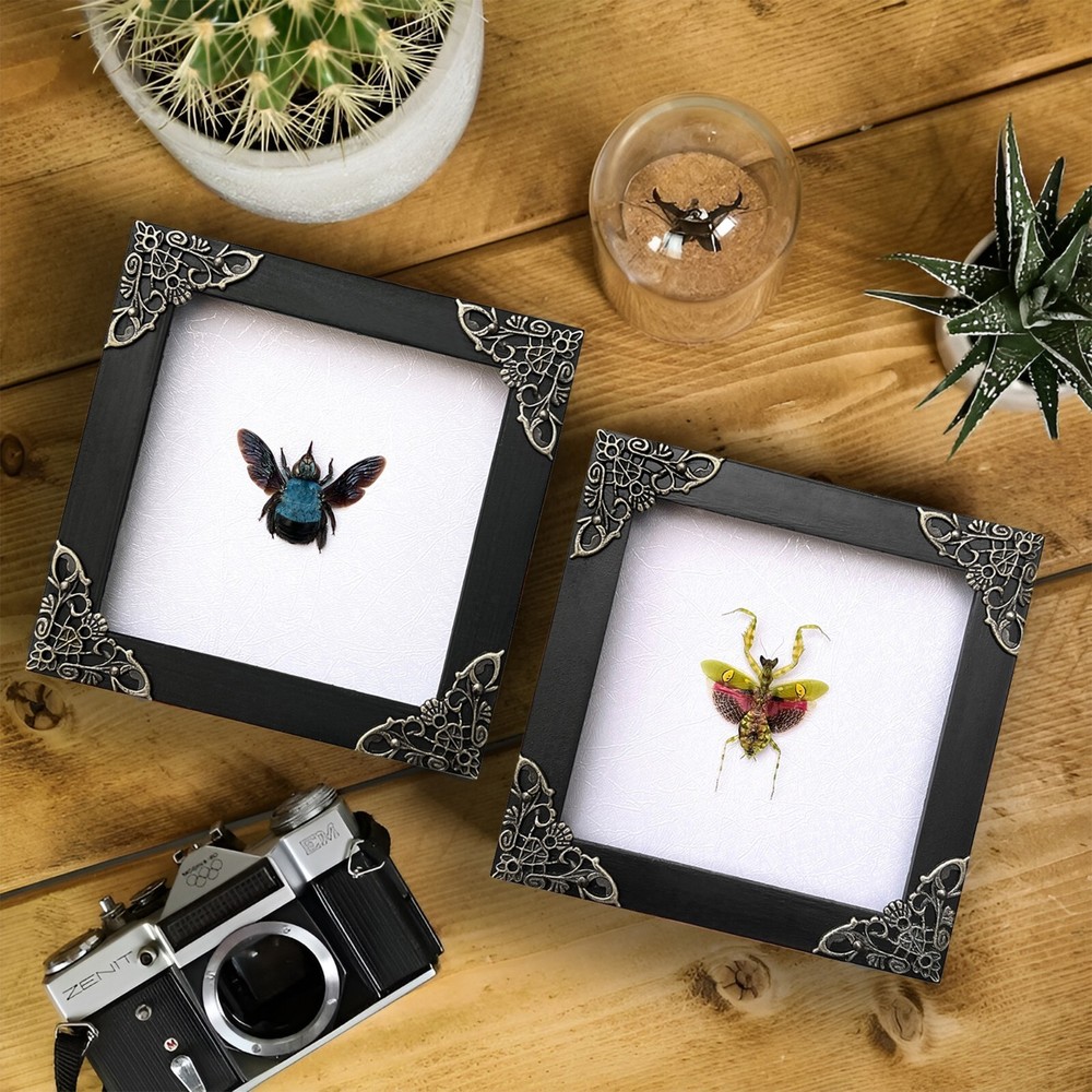 2 Real Framed Insects Beetle Bugs Taxidermy Oddities Shadow Box Wall Hagging