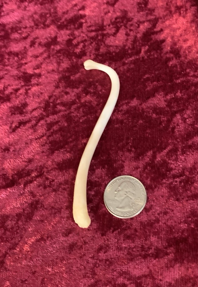 Raccon Penis Bone-Coon Dong-Love Bone