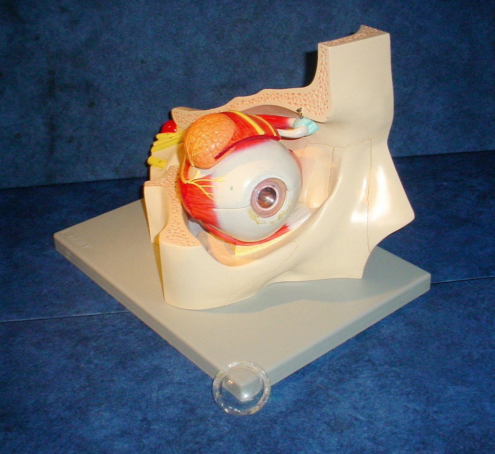 Altay Scientific Eye with Orbit Model - 5 Times Normal Size #3