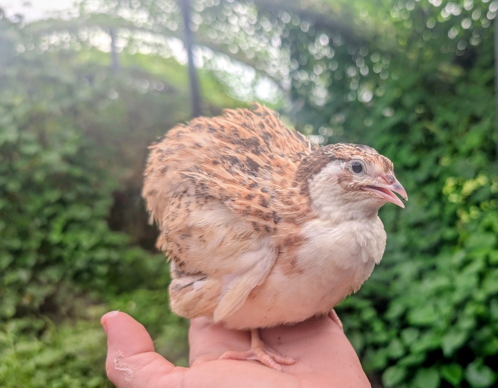 130 ++ Rainbow Coturnix Quail Hatching Eggs NPIP