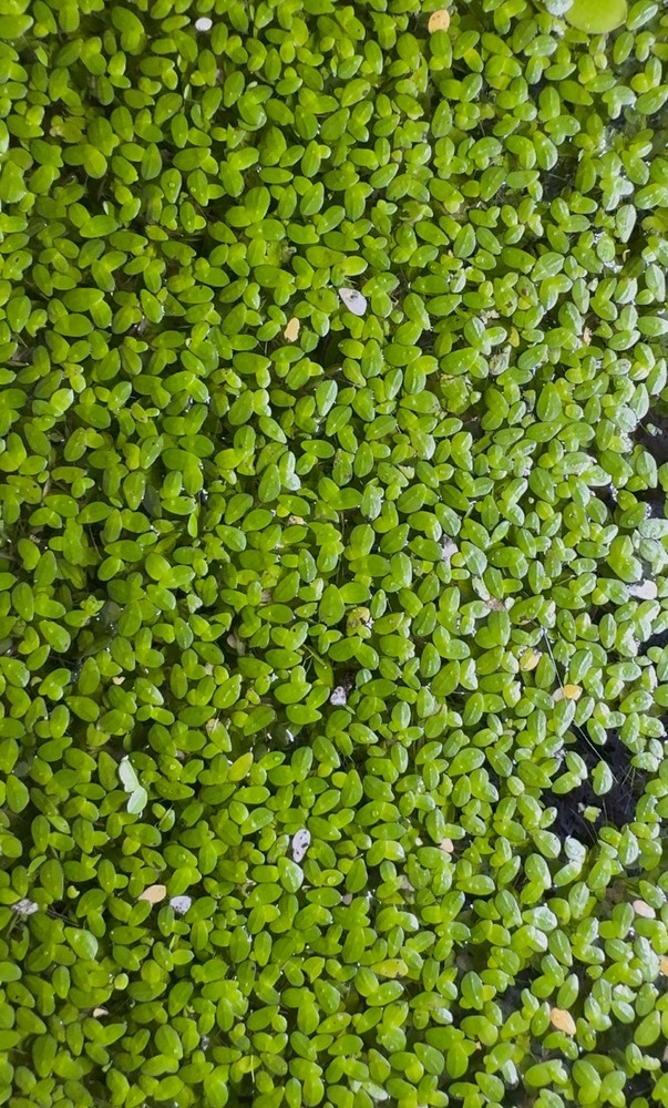 2oz Live Duckweed (Lemna Minor)