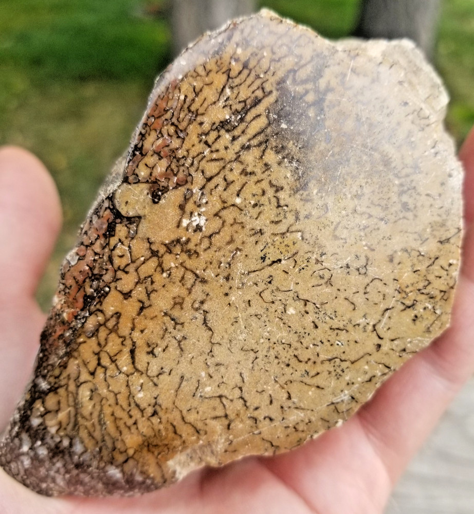 Agatized Dinosaur Gem Bone Natural Multicolor Cell Polished 537g Specimen Displa