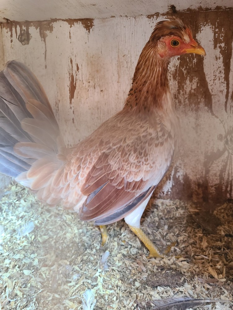 BLUE TOPPYS HATCHING EGGS 6+