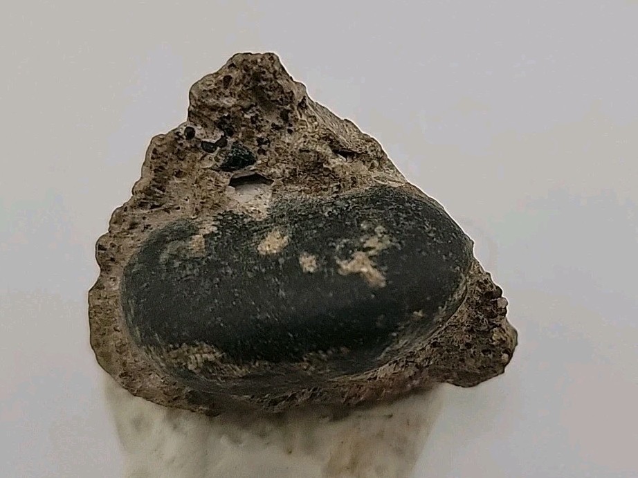 Real Permineralized Reptile Egg Fossil