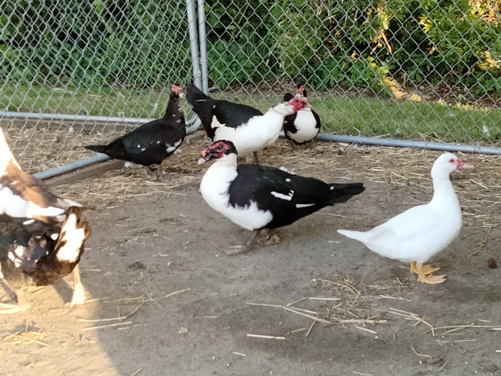 10 Muscovy Hatching Eggs *Read Description*