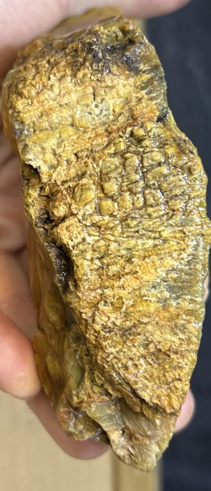 Colorful petrified wood