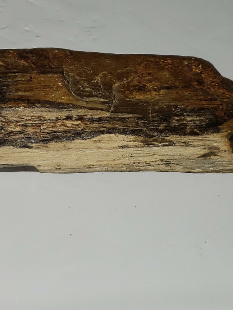 Petrified wood 4.5 inches long