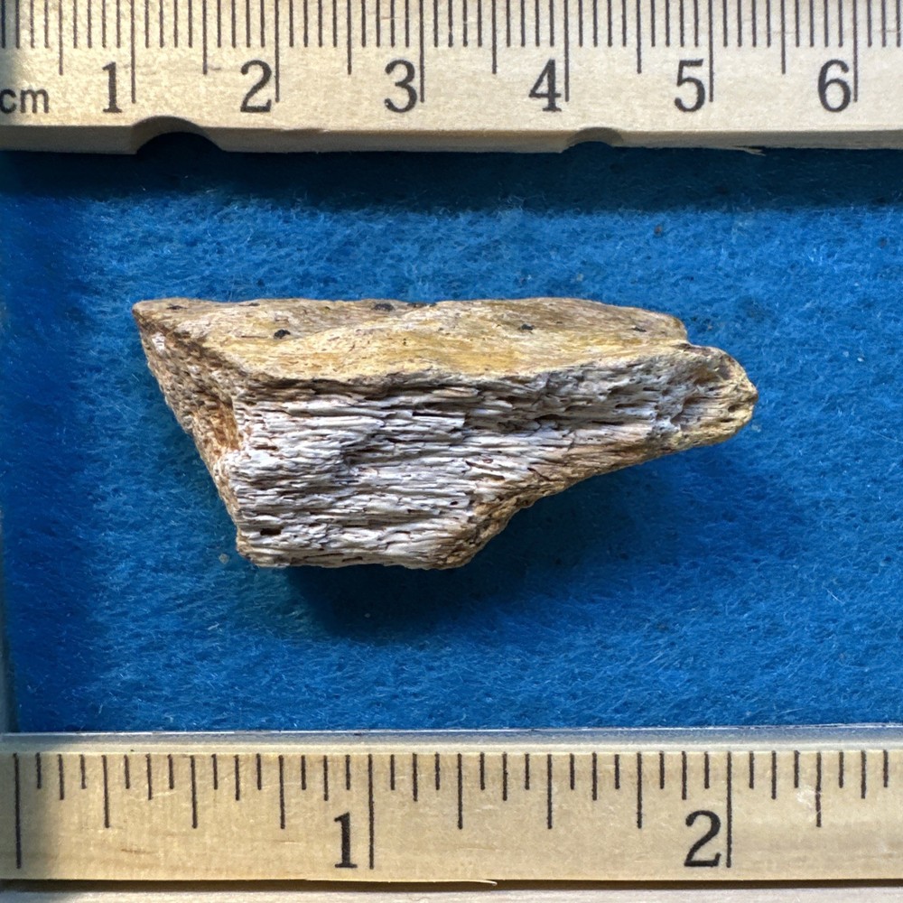 Spinosaurus Extinct Dinosaur Bone Fossil in Display Case