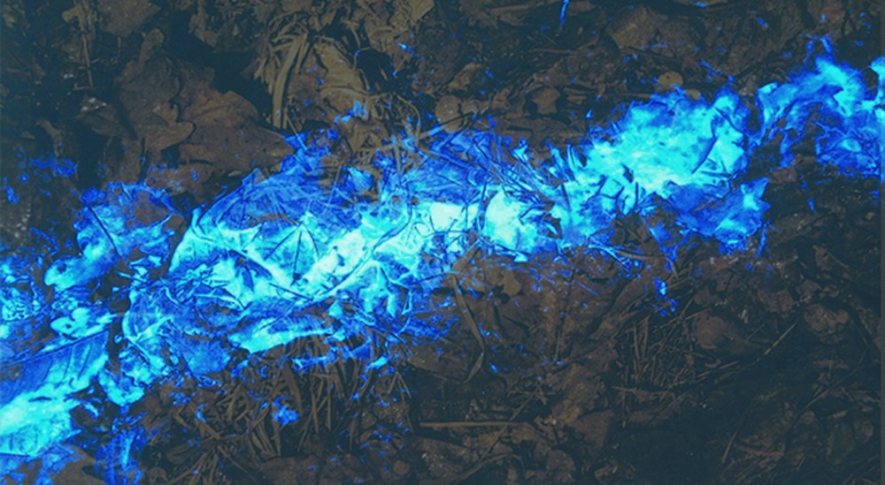 Luminol same I sell to the FBI 1 USE INCLUDES OXIDIZER bluestar forensic