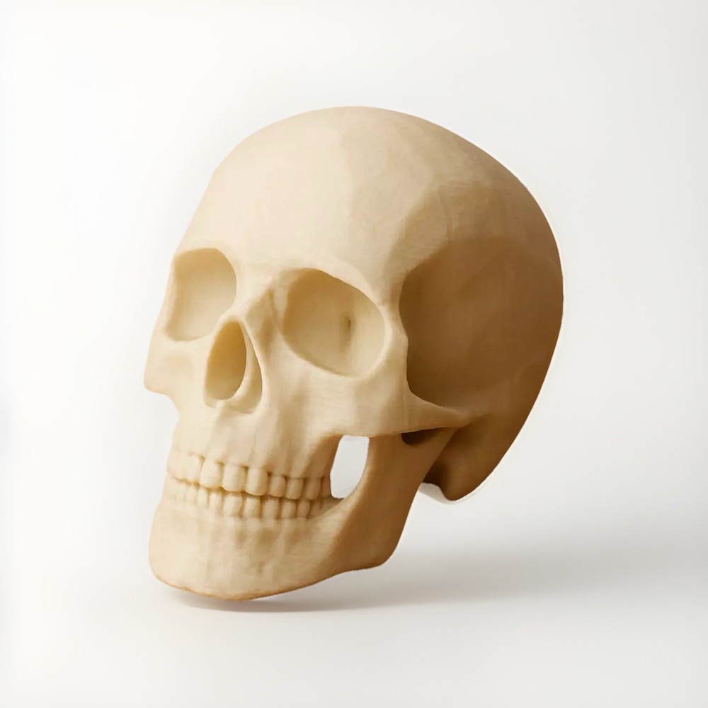 Skull 3D Printed - Bone Color