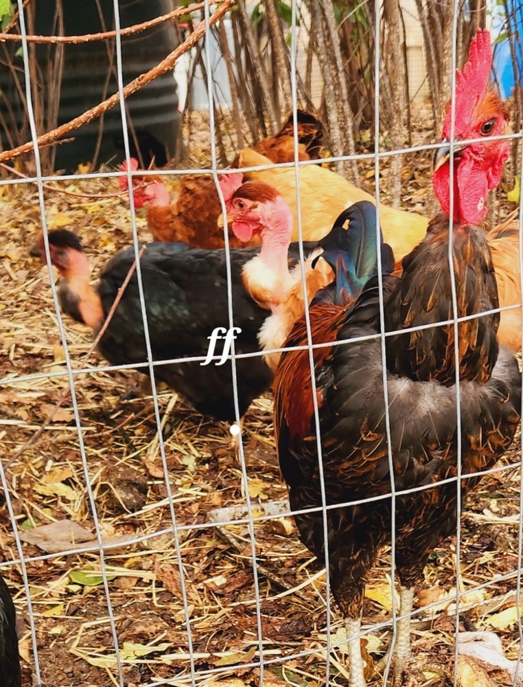 18 Nacked Neck Chicken Hatching Eggs