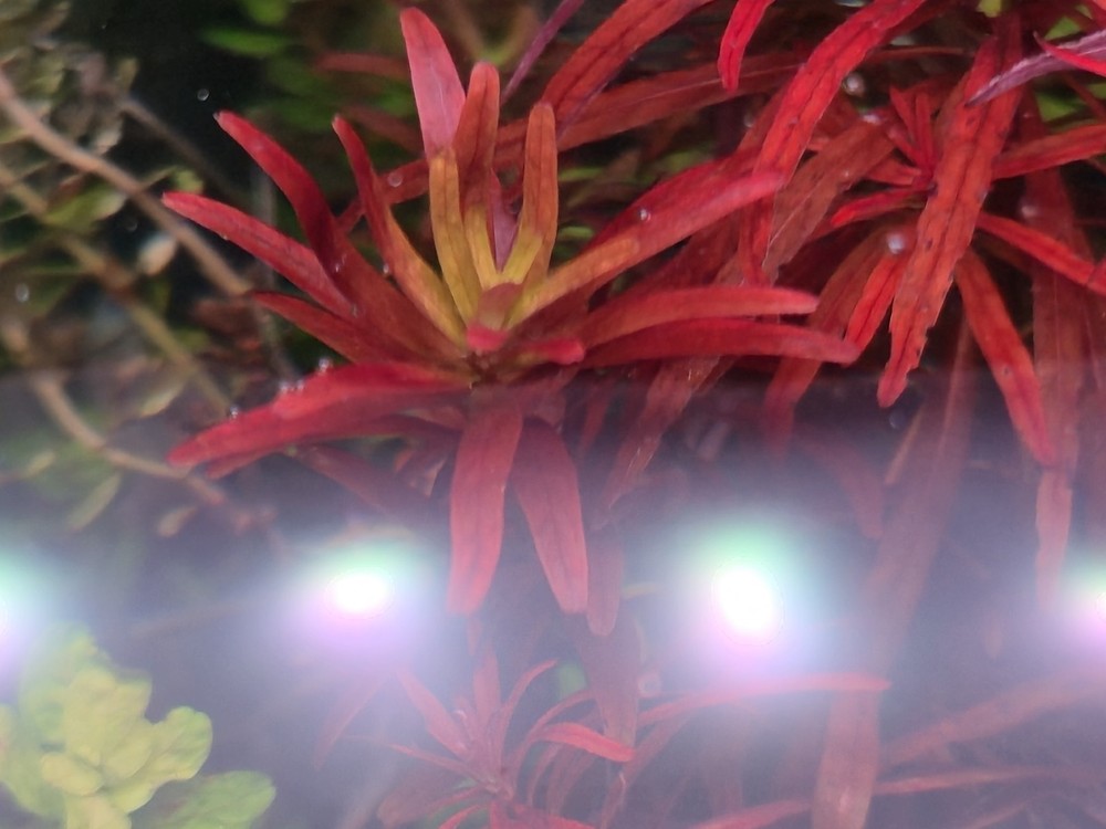 Aquatic Plant Pack 25 Stems