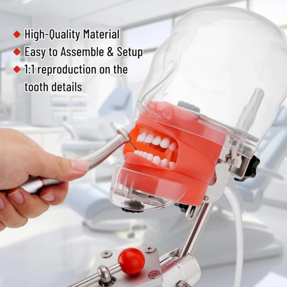 New Dental Simulator Mannequin Head Teeth Model Teaching Practicing Head Model