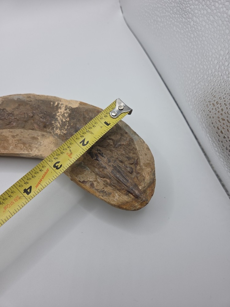 Fossils NICE BRAZILIAN FISH - DETAILED – VINCTIFER