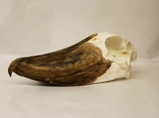 SHOEBILL SKULL REPLICA