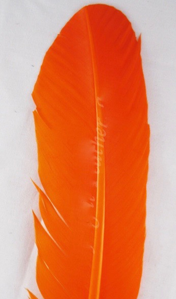 Turkey Wing Quill Craft Feathers dyed Orange per DOZEN