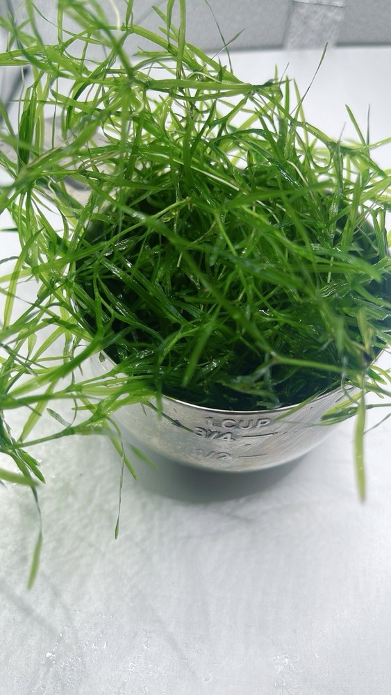 Combo : Java Moss, Hornwort,Guppy Grass Buy 2 Get 1 Free