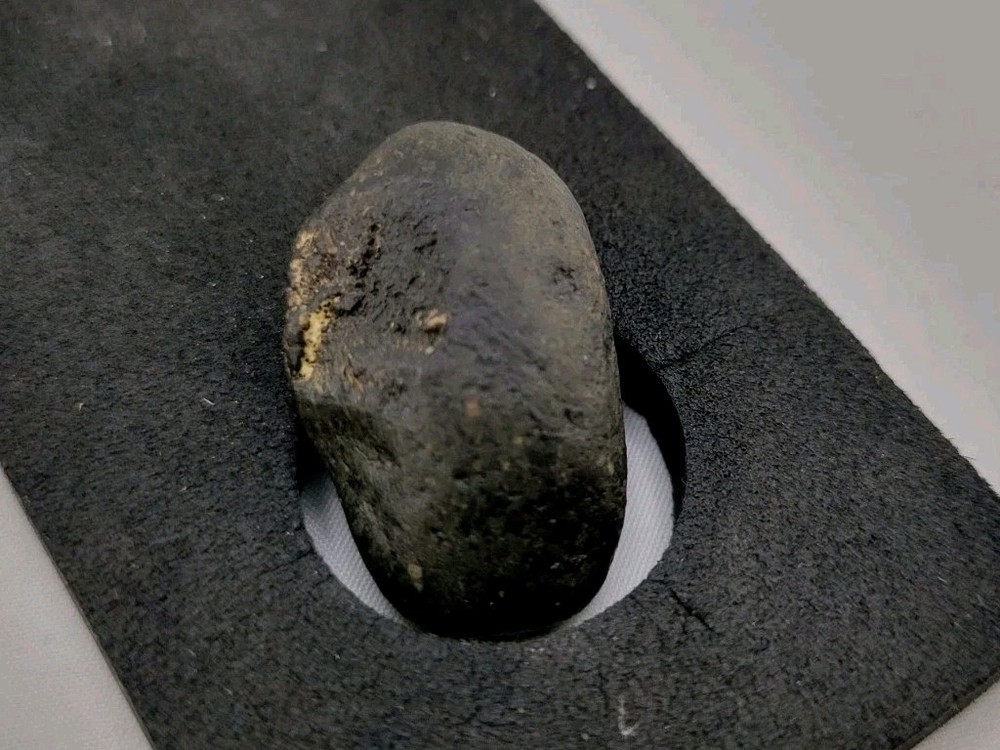 Real Permineralized Reptile Egg Fossil Lizard 🦎