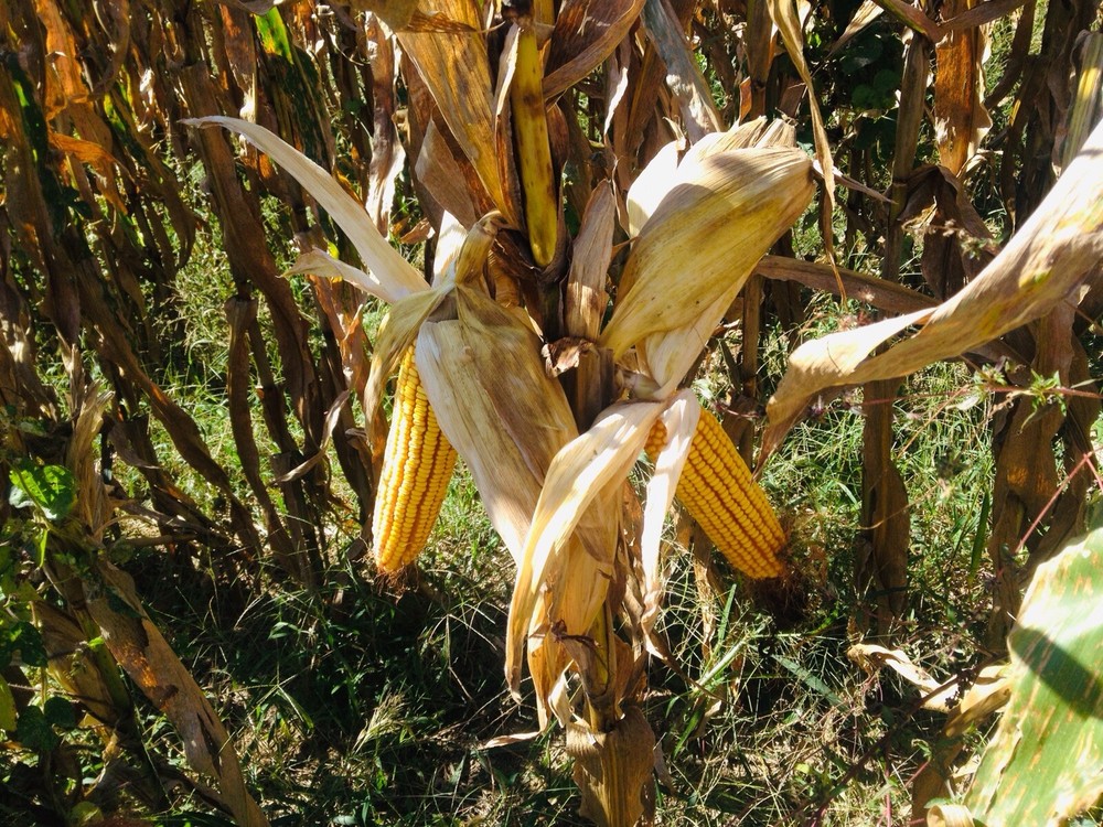 Premium Feed Corn Wildlife Arts & Crafts 20 Lbs