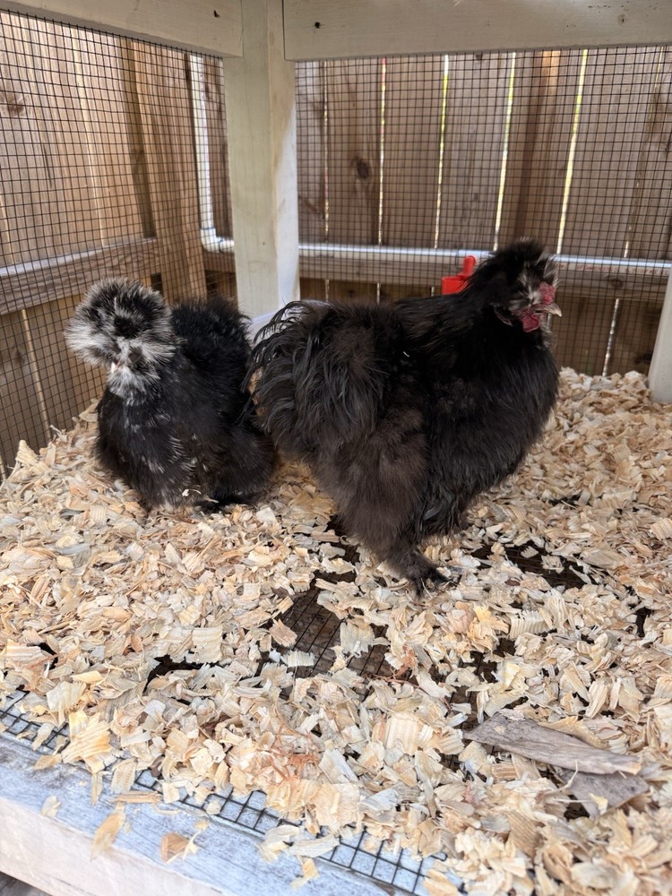 6 ct hatching silkie assorted colors
