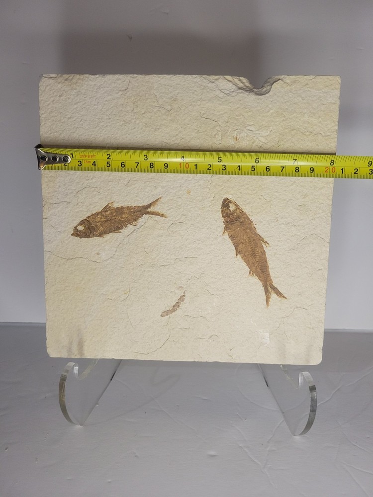 FOSSIL FISH MULTIPLE PLATE (A4)